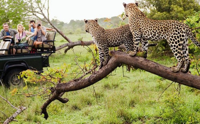 Jhalana Leopard Safari Park, Jaipur, Rajasthan - Vushii.com Jhalana Leopard Safari Park, Jaipur, Rajasthan - Vushii.com